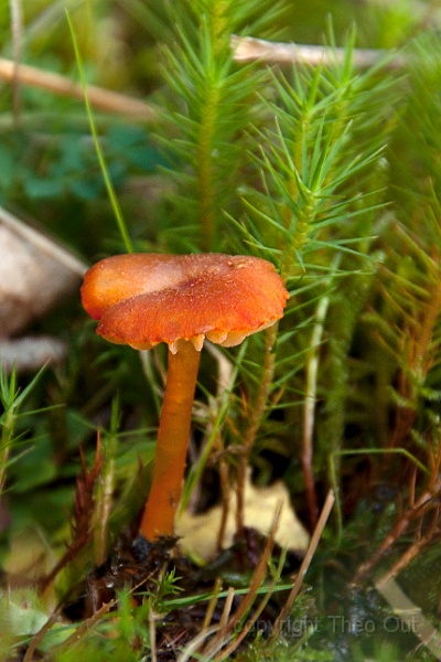 TAOU-20140827_IGP3351-ws-hygocybe helobia.jpg